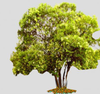 桂花树植物SU模型下载_sketchup草图大师SKP模型