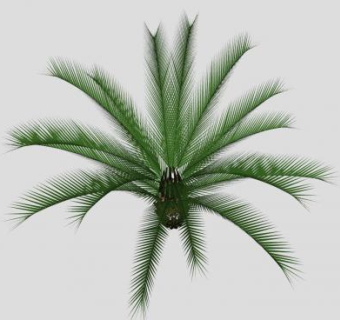 常见植物“苏铁科”常绿树SU模型下载_sketchup草图大师SKP模型