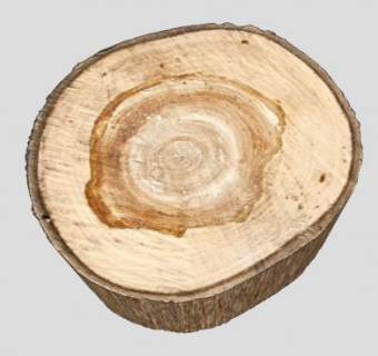 木头年轮树木SU模型下载_sketchup草图大师SKP模型