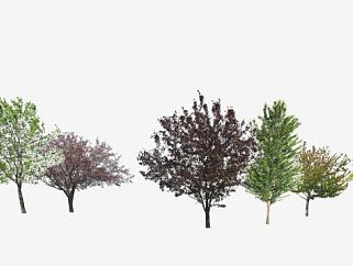 2D植物树SU模型下载_sketchup草图大师SKP模型