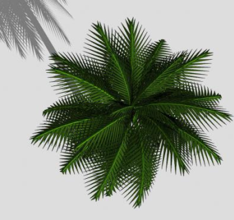 椰子树植物SU模型下载_sketchup草图大师SKP模型