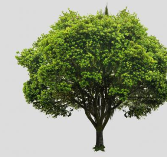 3D榆树SU模型下载_sketchup草图大师SKP模型