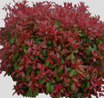 红叶石楠SU模型下载_sketchup草图大师SKP模型