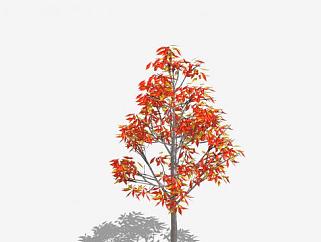 红色的树枫树SU模型下载_sketchup草图大师SKP模型