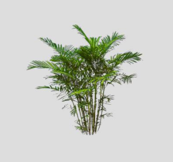 芭蕉树树苗植物SU模型下载_sketchup草图大师SKP模型