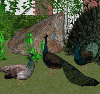三只孔雀动物SU模型下载_sketchup草图大师SKP模型