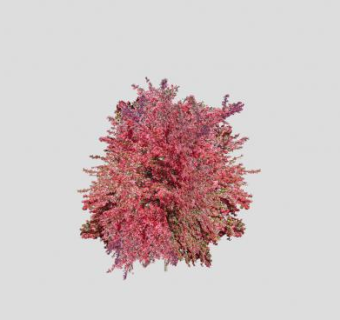 树木树苗典尚合集SU模型下载_sketchup草图大师SKP模型