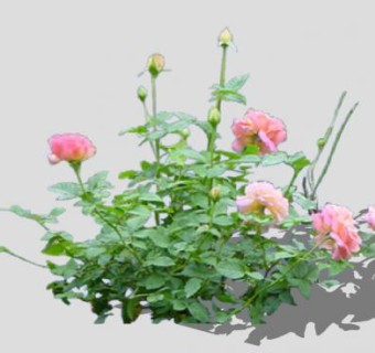 月季植物花卉SU模型下载_sketchup草图大师SKP模型