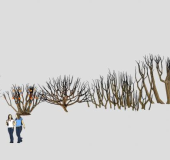 冬景树、枯树-典尚合集SU模型下载_sketchup草图大师SKP模型