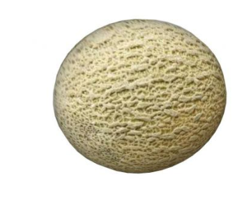 水果哈密瓜SU模型下载_sketchup草图大师SKP模型