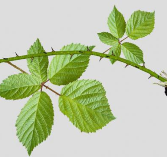 水果黑莓SU模型下载_sketchup草图大师SKP模型