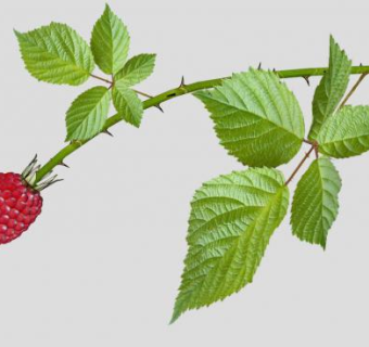 食品黑莓SU模型下载_sketchup草图大师SKP模型