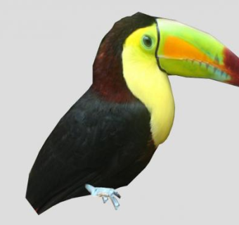 鸟类动物巨嘴鸟SU模型下载_sketchup草图大师SKP模型