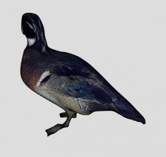 鸟纲类鸭子SU模型下载_sketchup草图大师SKP模型