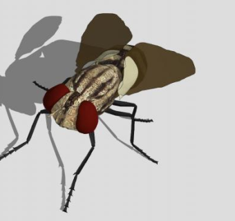 昆虫纲家蝇SU模型下载_sketchup草图大师SKP模型