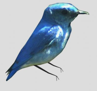 鸟类动物蓝色小鸟SU模型下载_sketchup草图大师SKP模型