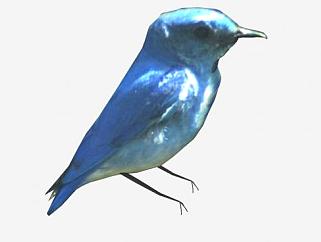 鸟类动物蓝色小鸟SU模型下载_sketchup草图大师SKP模型