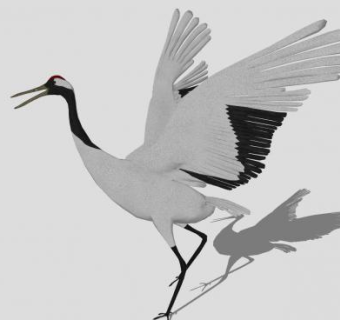 鸟类动物丹顶鹤SU模型下载_sketchup草图大师SKP模型