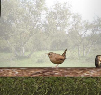 森林觅食的鸟SU模型下载_sketchup草图大师SKP模型