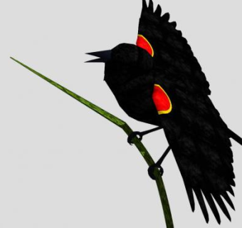 鸟类动物红翅黑鹂SU模型下载_sketchup草图大师SKP模型