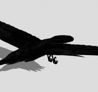 鸟类动物乌鸦SU模型下载_sketchup草图大师SKP模型