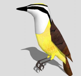 鸟类动物大食蝇霸鹟SU模型下载_sketchup草图大师SKP模型