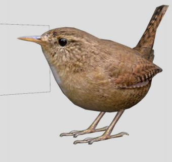 鸟类动物冬鹪鹩SU模型下载_sketchup草图大师SKP模型