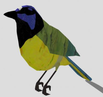 鸟类动物绿蓝鸦SU模型下载_sketchup草图大师SKP模型