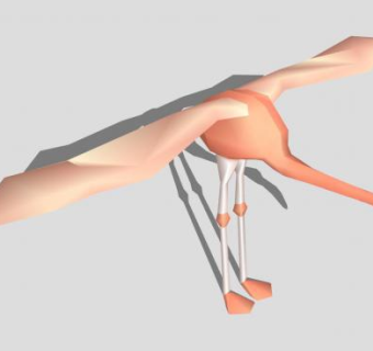 展翅的火烈鸟SU模型下载_sketchup草图大师SKP模型