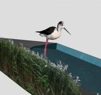 鸟类动物长脚鹬SU模型下载_sketchup草图大师SKP模型