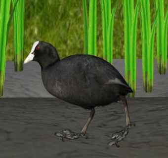 田地里的白骨顶鸡SU模型下载_sketchup草图大师SKP模型