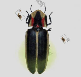 昆虫纲萤火虫SU模型下载_sketchup草图大师SKP模型