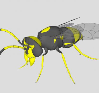 昆虫纲黄蜂SU模型下载_sketchup草图大师SKP模型