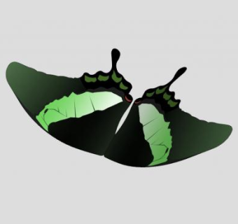 带状孔雀蝶SU模型下载_sketchup草图大师SKP模型