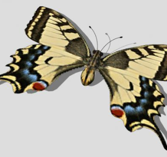 昆虫纲金凤蝶SU模型下载_sketchup草图大师SKP模型