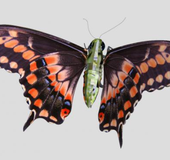 昆虫纲大斑蝶SU模型下载_sketchup草图大师SKP模型