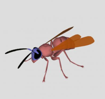 昆虫纲胡蜂SU模型下载_sketchup草图大师SKP模型