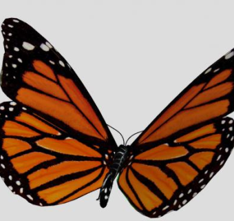 君主斑蝶SU模型下载_sketchup草图大师SKP模型