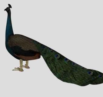 印度蓝孔雀SU模型下载_sketchup草图大师SKP模型