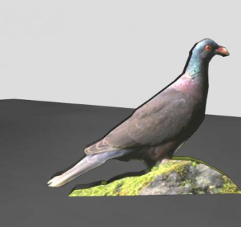鸟纲类信鸽SU模型下载_sketchup草图大师SKP模型