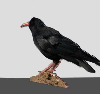 鸟类动物渡鸦SU模型下载_sketchup草图大师SKP模型