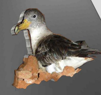 鸟类动物SU模型下载_sketchup草图大师SKP模型