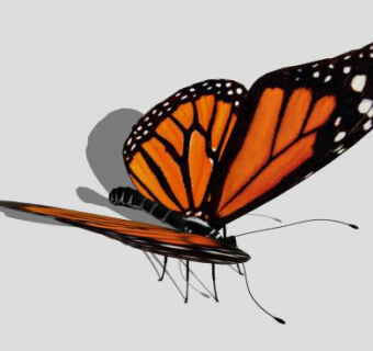 昆虫纲黑脉金斑蝶SU模型下载_sketchup草图大师SKP模型