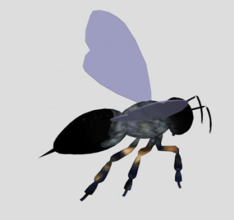 昆虫纲动物蜜蜂SU模型下载_sketchup草图大师SKP模型