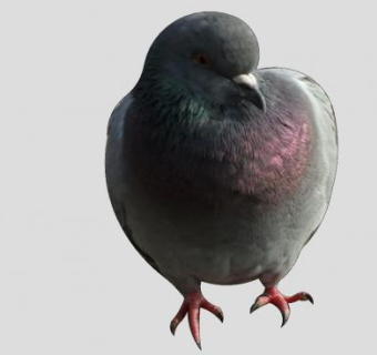 飞禽动物鸽子SU模型下载_sketchup草图大师SKP模型