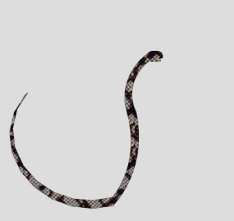 爬行动物蛇SU模型下载_sketchup草图大师SKP模型