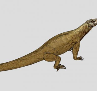 科莫多巨蜥SU模型下载_sketchup草图大师SKP模型