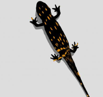 毒蜥科希拉巨蜥SU模型下载_sketchup草图大师SKP模型