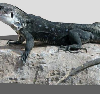 岩石上的巨蜥SU模型下载_sketchup草图大师SKP模型