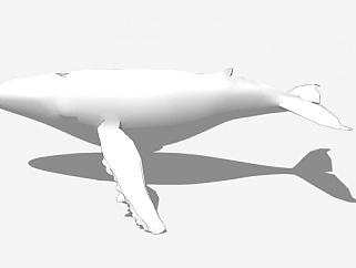 海洋哺乳动物鲸SU模型下载_sketchup草图大师SKP模型